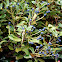 Indian hawthorn berries