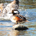 Hooded Merganser