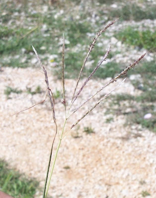 Bothriochloa ischaemum,
bai yang cao,
Barboncino digitato,
capim-cola-de-zorro-amarelo,
Turkestan beard grass,
yellow bluestem