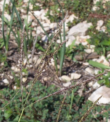 Bothriochloa ischaemum,
bai yang cao,
Barboncino digitato,
capim-cola-de-zorro-amarelo,
Turkestan beard grass,
yellow bluestem