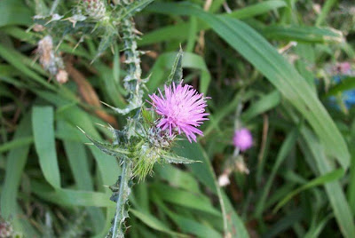 Carduus pycnocephalus,
cardo,
cardo de calvero,
Cardo saettone,
cardo-asnil-italiano,
chardon &agrave; capitules serr&eacute;s,
compact-headed thistle,
Italian plumeless thistle,
Italian thistle,
Plymouth Thistle,
shore thistle,
slender thistle