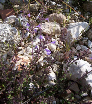 Acinos suaveolens,
Acino  dall'odore soave,
Acino pugliese