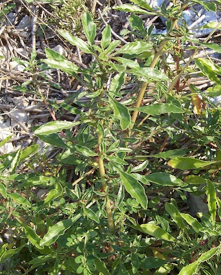 Amaranthus blitoides,
amarante fausse blite,
amaranto,
Amaranto blitoide,
bei mei xian,
bredos,
mat amaranth,
matweed,
matweed amaranth,
Niederliegender Amarant,
prostrate amaranth,
prostrate pigweed,
Spreading Amaranth