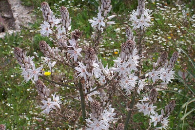 Asphodelus microcarpus,
Asfodelo mediterraneo,
Porraccio