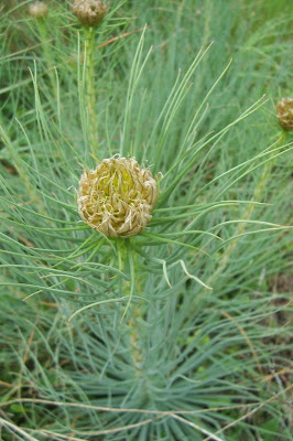 Asphodeline lutea,
Asfodelo giallo,
Jacob's-rod,
king's-spear,
yellow asphodel