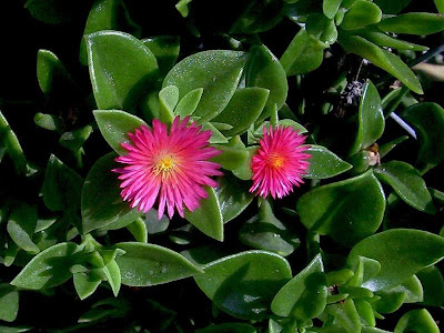 Aptenia cordifolia,
baby sun-rose,
Erba cristallina cordifolia,
Heart Leaf Iceplant,
heart-leaf iceplant,
heartleaf iceplant