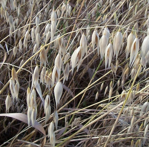 Avena sativa - PIANTE E ANIMALI ITALIANI Avena sativa - PIANTE E ANIMALI ITALIANI