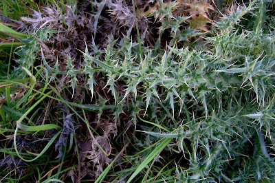 Carduus micropterus,
Cardo ad ali strette