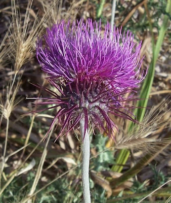 Carduus micropterus,
Cardo ad ali strette