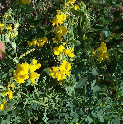 Coronilla valentina,
Cornetta di Valenza,
Mediterranean crownvetch,
Shrubby Scorpion Vetch