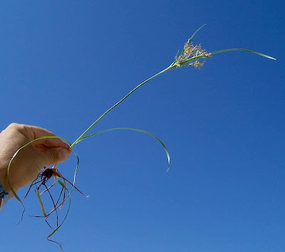 Cyperus rotundus,
alho-bravo,
capim-alho,
capim-dand&aacute;,
casta&ntilde;uela,
chaguan humatag,
coco-grass,
cocograss,
coquito,
juncia,
jun&ccedil;a,
kili'o'opu,
nut sedge,
nut-grass,
nutgrass,
pakopako,
purple nut sedge,
purple nutsedge