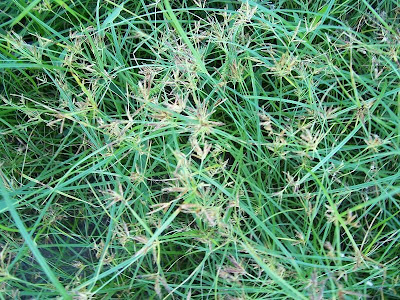 Cyperus rotundus,
alho-bravo,
capim-alho,
capim-dand&aacute;,
casta&ntilde;uela,
chaguan humatag,
coco-grass,
cocograss,
coquito,
juncia,
jun&ccedil;a,
kili'o'opu,
nut sedge,
nut-grass,
nutgrass,
pakopako,
purple nut sedge,
purple nutsedge