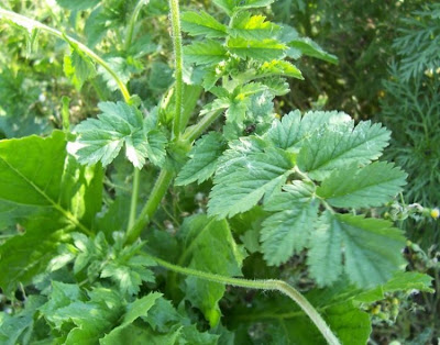 Erodium moschatum,
agulheira-moscada,
Becco di gr&ugrave; aromatico,
hierba de almizcle,
Moschus-Reiherschnabel,
musk-clover,
muskus-grass,
musky stork's bill,
musky stork's-bill,
white-stem filaree,
&eacute;rodium musqu&eacute;