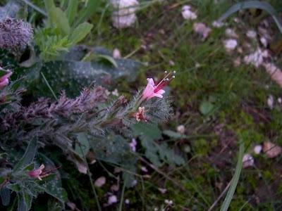 Echium asperrimum,
Viperina ruvidissima