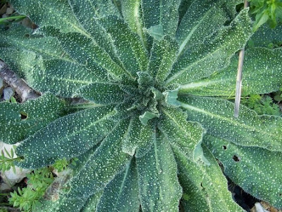 Echium asperrimum,
Viperina ruvidissima