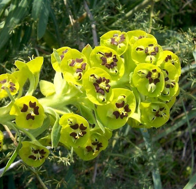 Euphorbia characias,
Albanian spurge,
Euforbia cespugliosa,
Mediterranean Spurge