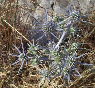 Eryngium amethystinum,
amethyst eryngo,
Calcatreppola ametistina,
Italian Eryngo