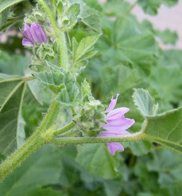 Lavatera cretica,
Cornish mallow,
Cretan-hollyhock,
Kretische Strauchpappel,
lavat&eacute;ra de Cr&ecirc;te,
malva-bastarda,
Malvone di Creta,
Smaller Tree Mallow