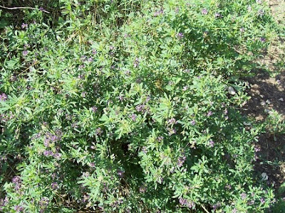 Medicago sativa,
alfalfa,
Erba medica,
Erba Spagna,
Medica,
Purple Medic,
yellow alfalfa