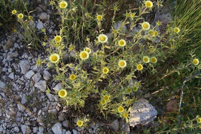 Pallenis spinosa,
Asterisco spinoso