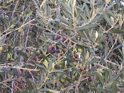 Olea europaea,
African olive,
azeitona,
European olive,
mzaituni,
mzeituni,
Oleastro,
olive,
olive-leaf,
oliveira,
olivier