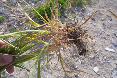 Phalaris paradoxa,
alpista,
alpiste paradoxal,
alpiste vanillo,
hood Canary grass,
hood canarygrass,
Mediterranean Canary Grass,
Scagliola sterile