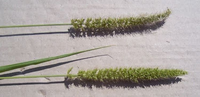 Setaria verticillata,
almorejo,
bristly foxtail,
bur bristle grass,
bur bristlegrass,
bur grass,
hooked bristlegrass,
Pabbio verticillato,
pega-saias,
rough bristle grass,
s&eacute;taire verticill&eacute;e,
Wirtel-Borstenhirse