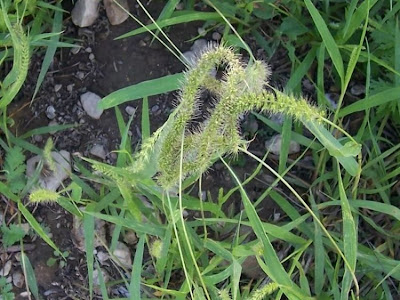 Setaria verticillata,
almorejo,
bristly foxtail,
bur bristle grass,
bur bristlegrass,
bur grass,
hooked bristlegrass,
Pabbio verticillato,
pega-saias,
rough bristle grass,
s&eacute;taire verticill&eacute;e,
Wirtel-Borstenhirse