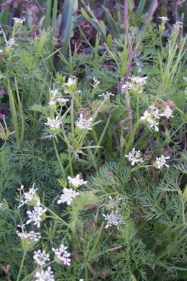 Scandix pecten-veneris,
Acicula comune,
Pettine di Venere,
shepherd's needle,
shepherd's-needle,
shepherdsneedle,
Spillettoni,
Venus'-comb,
Venus's Comb