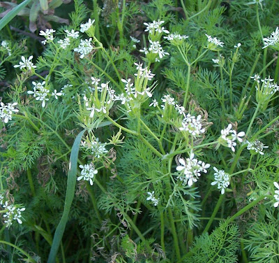 Scandix pecten-veneris,
Acicula comune,
Pettine di Venere,
shepherd's needle,
shepherd's-needle,
shepherdsneedle,
Spillettoni,
Venus'-comb,
Venus's Comb