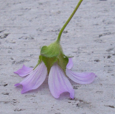 Lavatera cretica,
Cornish mallow,
Cretan-hollyhock,
Kretische Strauchpappel,
lavat&eacute;ra de Cr&ecirc;te,
malva-bastarda,
Malvone di Creta,
Smaller Tree Mallow