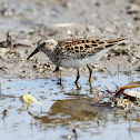 Least Sandpiper
