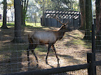 Elk