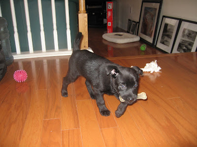 Nola at 8 Weeks Old