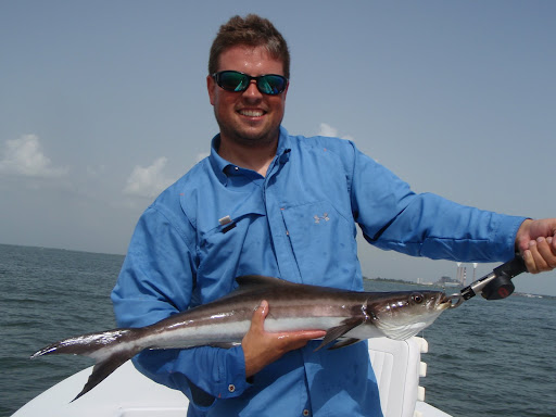 31 inch Cobia