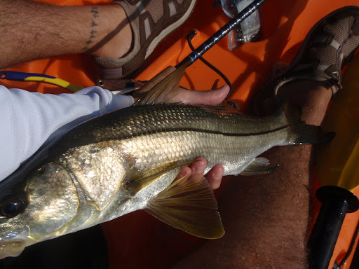 22 Inch Snook