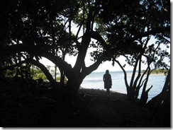 DAINTREE 036