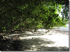 DAINTREE 049
