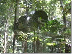 DAINTREE 077