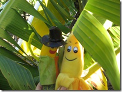 THE BIG BANANA 024