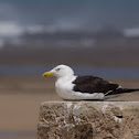 Cape Gull