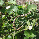 Banded sand snake