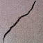 Texas Blind Snake
