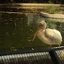 Rosy Pelican.
