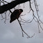 Buzzard