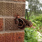 Cecropia moth