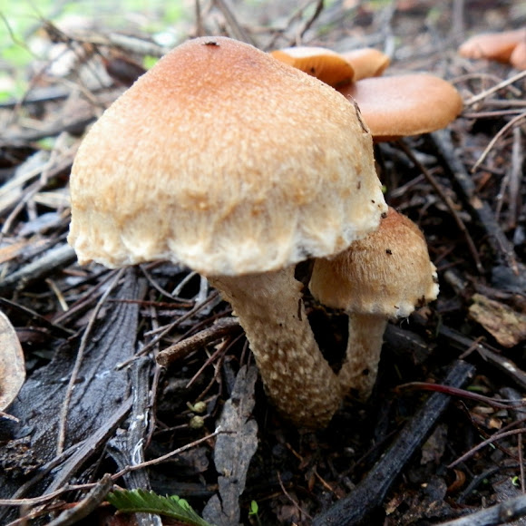 Spotting Image 1