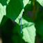 azure damselfly