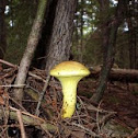 Mushroom