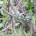 Common Chameleon